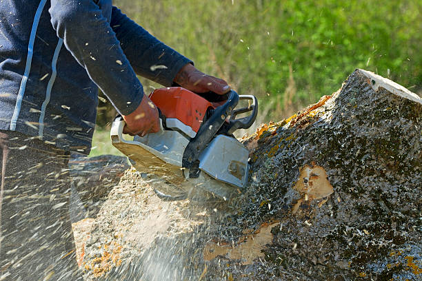 How Our Tree Care Process Works  in  Walnut Park, CA